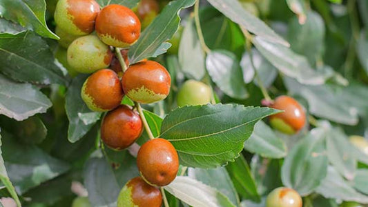 Why we use Australian Jojoba Oil in our Solid Perfume Balm