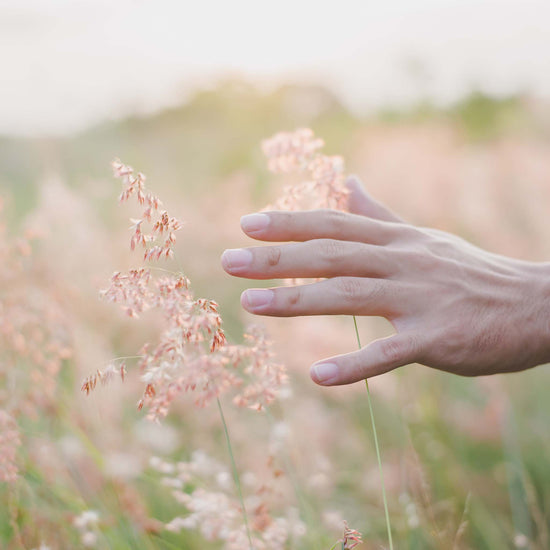 hand in wheat field selecting a plant